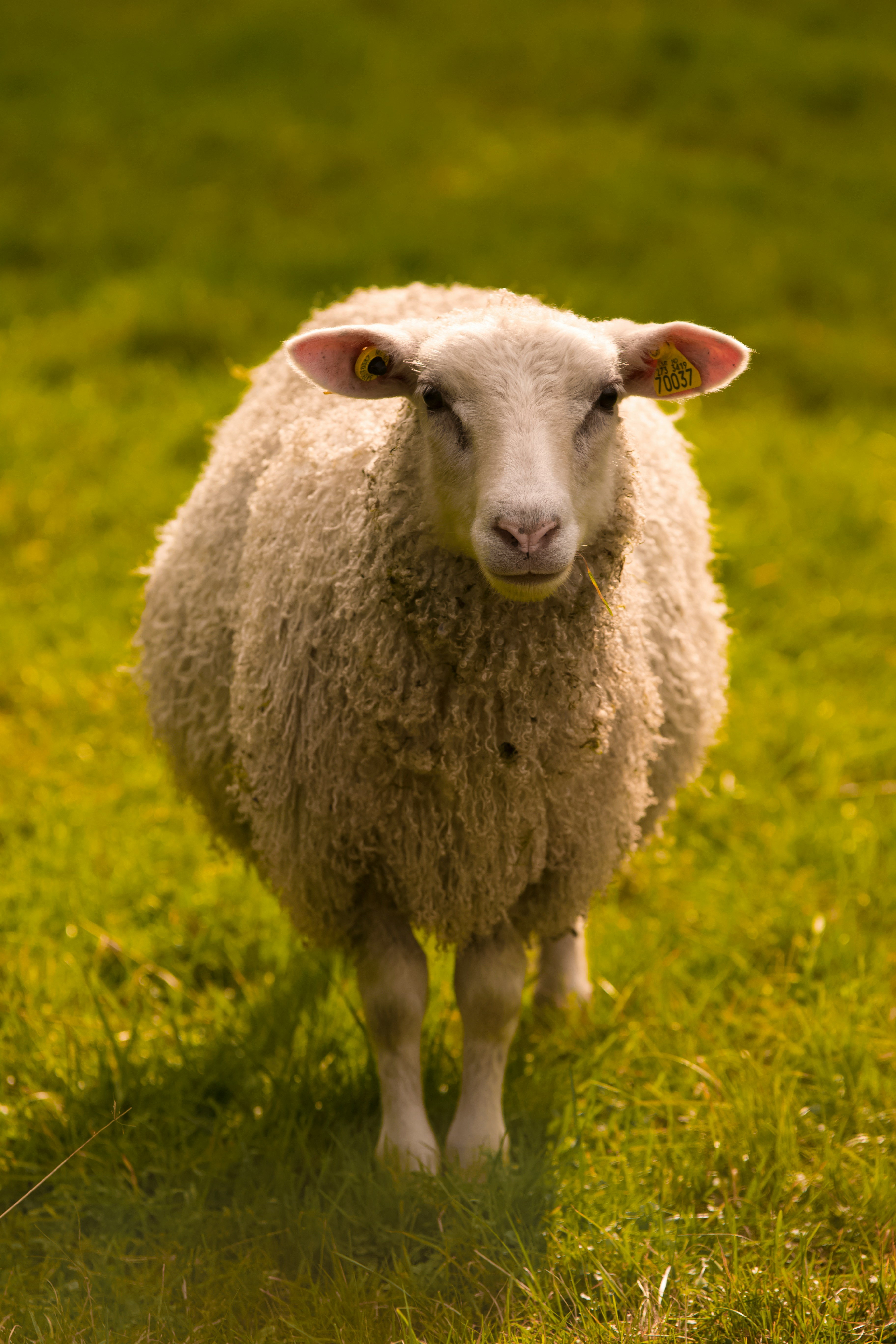 Agneau